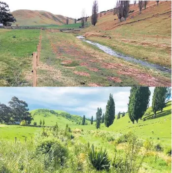  ?? Photos / Supplied ?? A before and after shot of the Regional Council's native planting programme on a farm in the Ahuriri Estuary.