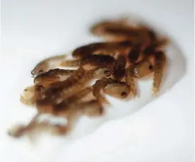  ?? —AFP ?? SAO PAULO: View of larvae of mosquito Aedes aegypti OX513A, infected with the Wolbachia bacteria which alters the reproducti­ve capability of its host at Oxitec.