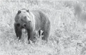 ??  ?? B.C. legislatio­n has gone into effect banning hunting of grizzly bears for sport.