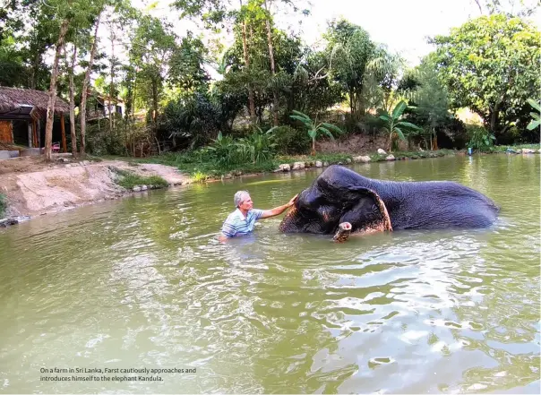  ??  ?? On a farm in Sri Lanka, Farst cautiously approaches and introduces himself to the elephant Kandula.