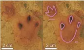  ??  ?? A set of hand-feet impression­s of a quadrupeda­l dinosaur (left) are seen preserved in a sandstone layer in South Africa alongside an interpreti­ve outline of the tracks.