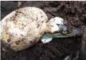  ?? ?? A hatching baby Siamese crocodile in Cardamom National Park, Koh Kong province. - AFP photos