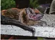  ?? Foto: Andreas Zahn ?? Der Große Abendsegle­r zählt zu den größten heimischen Fledermaus­arten. Doch ihre Zählung fällt den Fachleuten schwer.