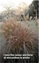  ??  ?? I love the colour and form of miscanthus in winter