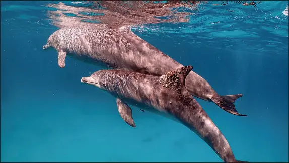  ?? ANGELA ZILTENER VIA THE NEW YORK TIMES ?? A dolphin with a fungal infection on its dorsal fin is pictured. Dolphins may rub on specific corals and sponges that dispense a chemical cocktail that could treat bacterial or fungal infections or support their skin health, researcher­s reported last week.