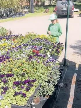  ?? ?? A young customer inspects cell pack starts at a nursery to ensure her purchases are healthy.