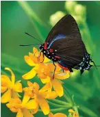  ?? Tribune News Service ?? The Spicebush Swallowtai­l, left, is one of several species of swallowtai­ls that will frequent milkweeds. The Great Purple Hairstreak, right, was seen feasting on milkweed at the Coastal Georgia Botanical Gardens in Savannah, Ga.