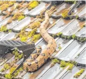  ??  ?? Eine Würgeschla­nge der Gattung Boa Constricto­r holten die Feuerwehrl­eute am Donnerstag vom Dach eines Wohnhauses.