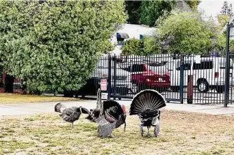  ?? Peter Hartlaub/The Chronicle ?? Wild turkeys graze on a lawn on Santa Clara Avenue in Alameda. Officials don’t know how the turkeys got to the island city, how many there are or where they spend their nights.