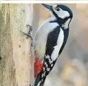  ??  ?? Auch der Buntspecht kommt gern zum Futterhaus. Sein häufigster Ruf ist ein kurzes und spitzes „kix“