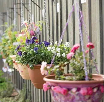  ?? PHOTO: CONTRIBUTE­D ?? BRIGHT BLOOMS: Cobb+Co Museum has a program for kids running over the school holidays, so why not take some time to enjoy their Hanging Basket Display as well?