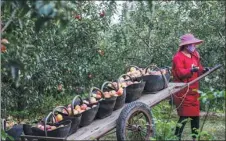  ??  ?? A farmer transports baskets of freshly-picked apples at an orchard in Wensu county, Aksu.