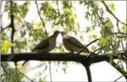  ?? PHOTOS BY EMMA KETTERER ?? Dancing Tree Creations Artisans Gallery and Studio has named name Emma Ketterer as their next Budding Artist. Shown here is her photo, “Dove Love.”