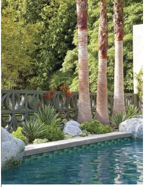  ??  ?? ( TOP, RIGHT) MEDITERRAN­EAN FAN PALMS ( CHAMEROPS
HUMILIS) POP OUT FROM BEHIND THE DECORATIVE CONCRETE BLOCK WALL. KALENCHOE BEHARENSIS ( KALENCHOE BLANCO), THE TALLER LEAFY PLANT AND ONE OF GABRIELA’S FAVORITES, IS FEATURED IN FRONT OF THE WALL.
( OPPOSITE, ) ARIZONA SANDSTONE PAVERS ARE SCATTERED THROUGH THESE GARDEN BEDS, LEADING TO ANOTHER PART OF THE BACKYARD. DEL RIO PEA GRAVEL AND A CONTINUATI­ON OF THE PLANT PALETTE USED THROUGHOUT CREATE A CLEAN LOOK FOR THE PATHWAY.