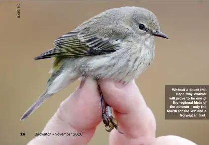  ??  ?? Without a doubt this Cape May Warbler will prove to be one of the regional birds of the autumn – only the fourth for the WP and a Norwegian first.