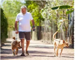  ??  ?? BELOW: Harry walks his dingoes. RIGHT: Scratches are part of the job when dealing with birds of prey, such as this white-bellied sea eagle.