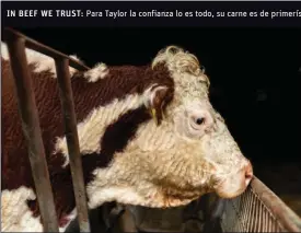  ??  ?? IN BEEF WE TRUST: Para Taylor la confianza lo es todo, su carne es de primerísim­a calidad y procede de criadores que conoce desde siempre