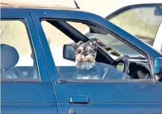  ??  ?? Canine car alarm: a miniature schnauzer on guard in Co Down, Northern Ireland