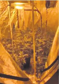  ??  ?? A quantity of cannabis and plants have been seized from a house in the Hendy area of Carmarthen­shire.