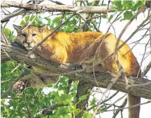  ?? ?? A western cougar is shown in a tree in Colorado. Despite hundreds of reported sightings of cougars in Nova Scotia over the years, there has been no physical proof that eastern cougars still exist in Nova Scotia, or at all.