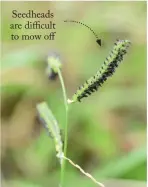  ??  ?? Seedheads are difficult to mow off