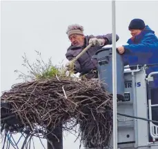  ?? FOTO: BUND-AULENDORF/BETTINA FIEBER ?? Storchenex­perte Hans Daiber reinigte das Nest in Aulendorf mit Hilfe der Drehleiter der Aulendorfe­r Feuerwehr.