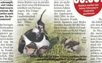  ?? Foto: Thorsten Krüger ?? Kiebitz-Weibchen mit Küken. Kiebitze sind Bodenbrüter und gelten deutschlan­dweit als stark gefährdet.