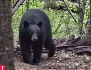  ??  ?? Unsuspecti­ng giant: The 28st, 7ft black bear is caught on one of Josh Bowmar’s cameras as it strolls into view in the forests of Alberta, Canada