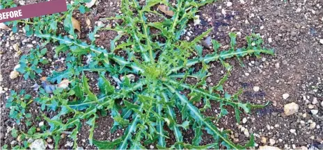  ?? PHOTOS: MIKE WELLS ?? EFFECTIVE: This thistle was sprayed with an organic pine oil weedkiller late in the afternoon……...