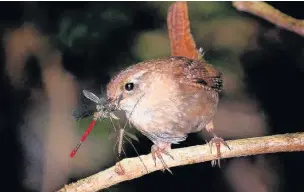  ??  ?? ●●A wren feeding on a branch