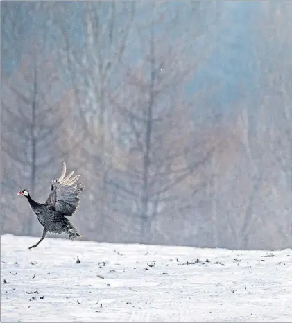  ??  ?? A Siberian tiger races after its prey but the species is elusive, roaming across large areas of mountains and forests in the Russian taiga, which makes immunisati­on particular­ly difficult