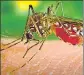  ?? ?? Kanpur has 10 active cases of the Zika virus disease and one of them is a pregnant woman