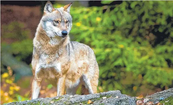  ?? FOTO: DPA ?? Ein schönes Tier, aber halt ein wildes: der Wolf.