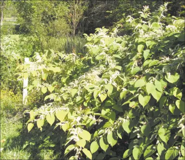  ?? Contribute­d Photo/Colleen Plimpt ?? Japanese knotweed can grow 10 feet high and spread runners dozens of feet away even under asphalt, where it grows through cracks and continues to grow.