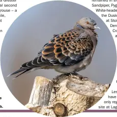  ??  ?? This Oriental Turtle Dove was in Belgium for the second half of the month.