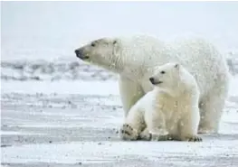  ?? ?? Polar bears live in the polar climate of the Arctic