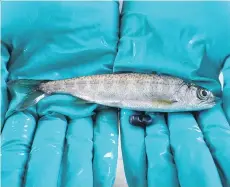 ??  ?? A total of 400 young chinook and sockeye are being tagged with acoustic sensors in a bid to see whether salmon farms have an effect on wild fish.