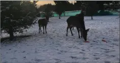  ??  ?? The three Sika deer shot inside their pen by poachers.