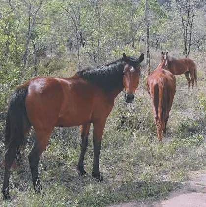  ?? UNDERSTATE­D PROBLEM: Townsville’s brumbies have plenty of mountain country in which to hide. Picture: JOHN ANDERSEN ??