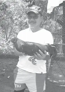  ??  ?? DA Secretary Manny Piñol holding brood stags of Manok. MANNY PINOL FACEBOOK