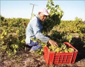  ?? RODGER BOSCH/AFP ?? A farmworker picks up Chenin grapes at the Ken Forrester wine estate, close to Stellenbos­ch, about 60 kilometres from the centre of Cape Town.