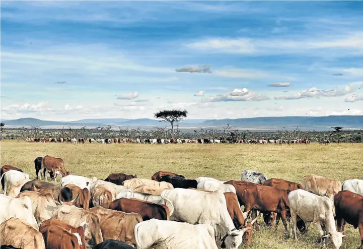  ?? Pictures: ANTON CRONE ?? CATTLE ARE MOWING: Maasai cattle graze in the wildlife conservanc­y, which also has one of the densest concentrat­ions of lion in the world