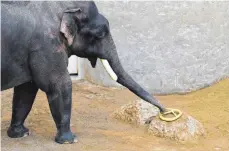  ?? FOTO: HELLABRUNN ?? Dem Elefantenb­ullen schmeckt die Brezel.