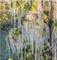  ?? FOTO: MONIKA KRITZLER ?? Zum Schutz vor dem Frost haben die Obstbauern die Blüten mit Wasser besprüht. Allerdings hat dies nur wenig geholfen.