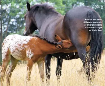  ??  ?? Horses will need different amounts of micronutri­ents at various stages of their lives