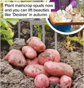  ??  ?? Plant maincrop spuds now and you can lift beauties like ‘Desiree’ in autumn