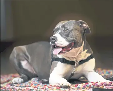  ?? JOSE CARLOS FAJARDO — STAFF PHOTOGRAPH­ER ?? Katie, a 3-year-old pit bull-Labrador mix, rests at Tony La Russa’s Animal Rescue Foundation. Katie won over her owner, U.S. Marine veteran David Fuller, who had been fearful of pit bulls and mixes.