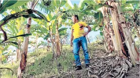  ??  ?? LAS 18 FAMILIAS CAMPESINAS de Ocaña y Ábrego que recibirán el subsidio integral directo de la reforma agraria (Sidra), formulado en el 2014, los utilizarán para cultivar maíz, yuca y plátano.