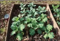  ??  ?? Arkansans can grow vegetables year-round, as this happy looking cabbage bed demonstrat­ed Nov. 10, 2019.