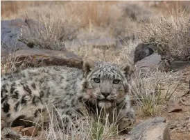  ?? Bild: ÖRJAN JOHANSSON ?? STILLSAM KISSE. Snöleopard­en är inte mycket för att försvara sig i trängda situatione­r. När den är snarad fräser den bara litegrann. Att klappa dock är inte aktuellt när den är vaken, men för att undersöka katten krävs att man tar i den och Örjan...